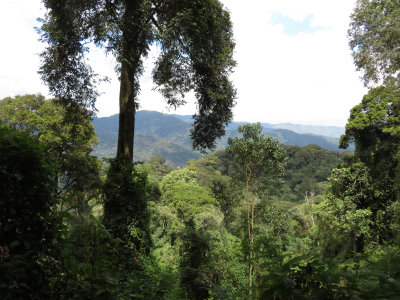 Urwald, Ruanda