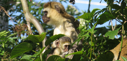 Ruanda, Affenmama, Baby, Rambler Twins